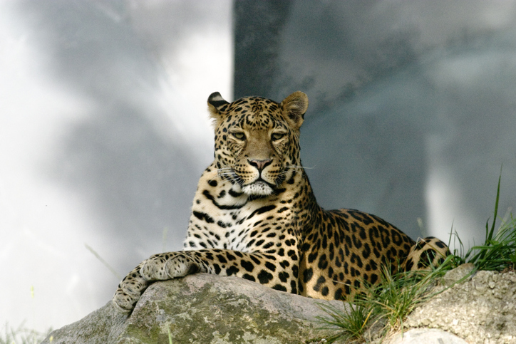 Panthera-pardus- orientalis-eidos-pros-exafanisi
