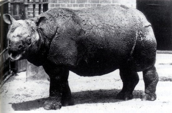 Rhinoceros-sondaicus-eidos-pros-exafanisi