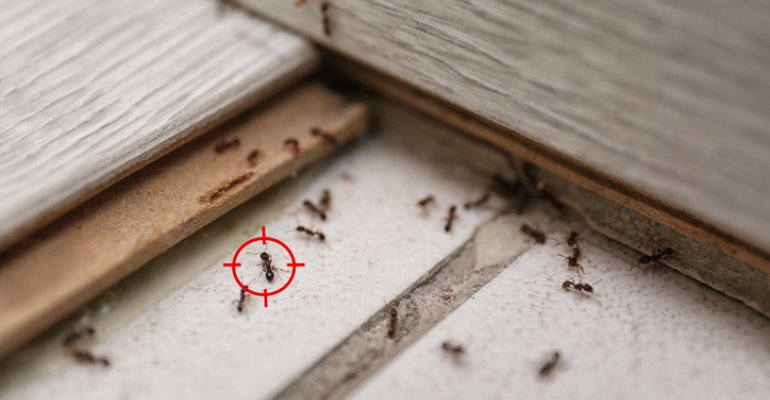 Μυρμήγκια στο σπίτι; Οι απλοί τρόποι να απαλλαγείς με υλικά από την κουζίνα σου