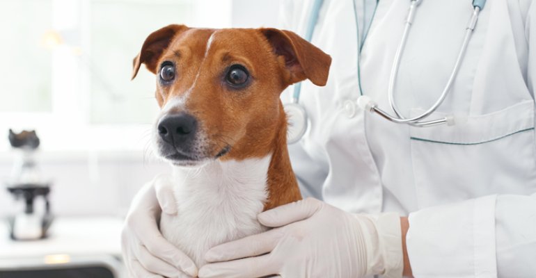 Ευλογιά των πιθήκων: Για πρώτη φορά σκύλος βρέθηκε θετικός στον ιό 