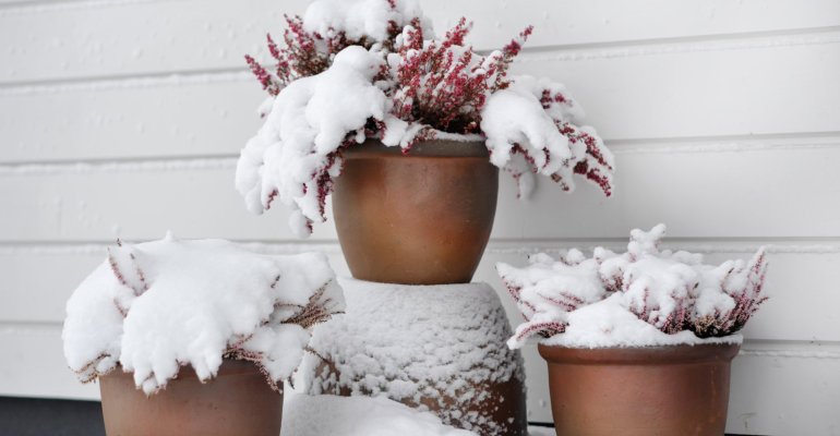 5 τρόποι για να προστατεύσετε τα φυτά και τα λουλούδια σας από το κρύο και το χιόνι και να μην καταστραφούν