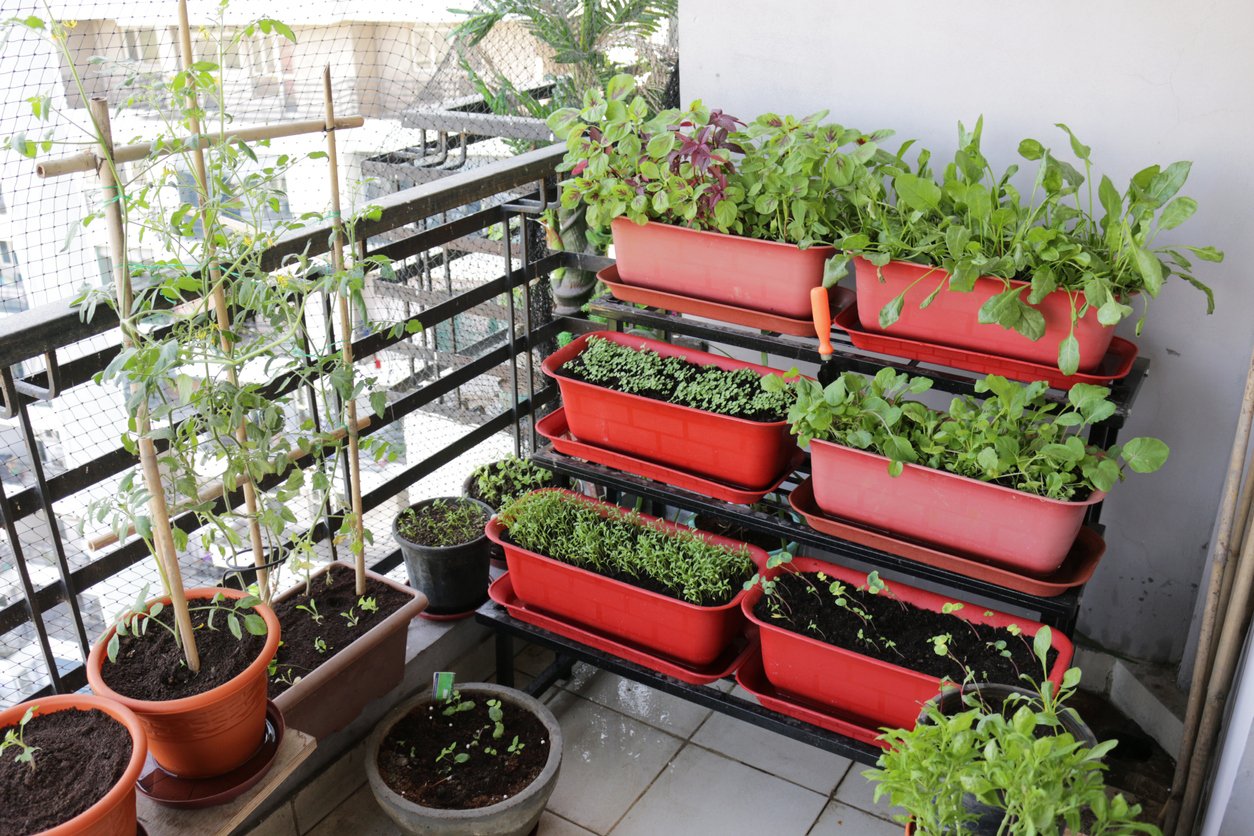 εύκολος τρόπος για να φτιάξεις λαχανόκηπο σε μπαλκόνι 