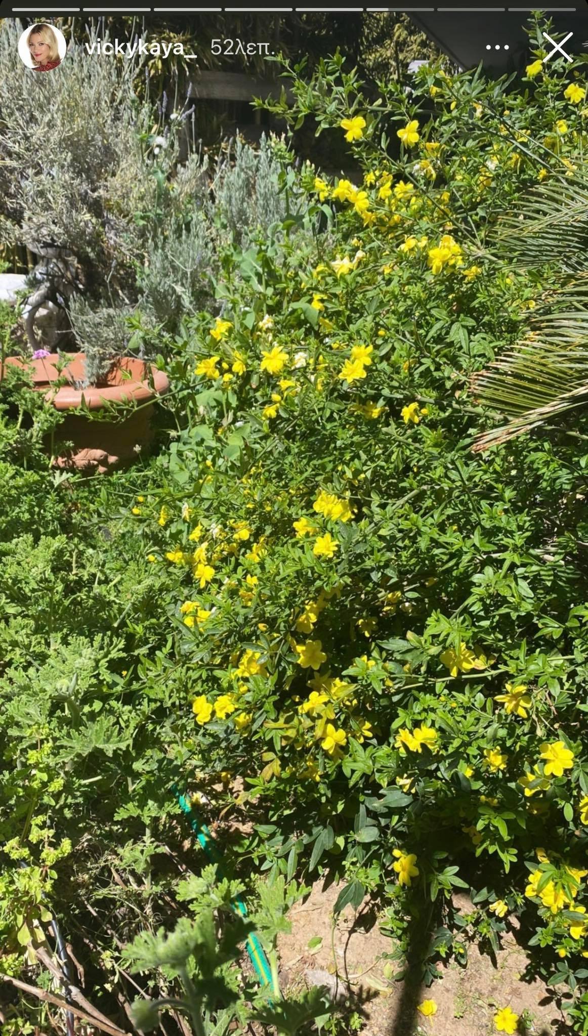 Βίκυ Καγιά: Μας ξεναγεί στον καταπράσινο κήπο του σπιτιού της με τα υπέροχα φυτά