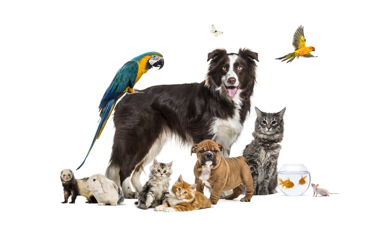  Παγκόσμια Ημέρα των Ζώων:Τι πρέπει να ξέρεις;