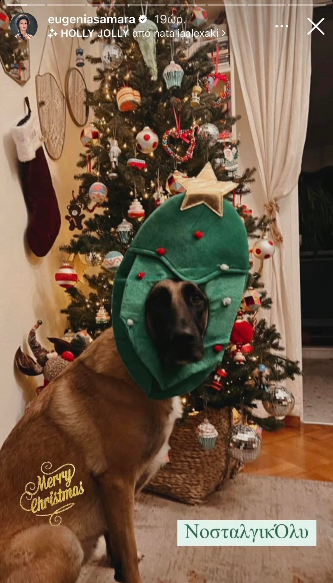 Ευγενία Σαμαρά- Γιάννης Ποιμενίδης: Δείτε το χριστουγεννιάτικο δέντρο που στόλισαν- Σε εορταστικό mood και ο σκύλος τους